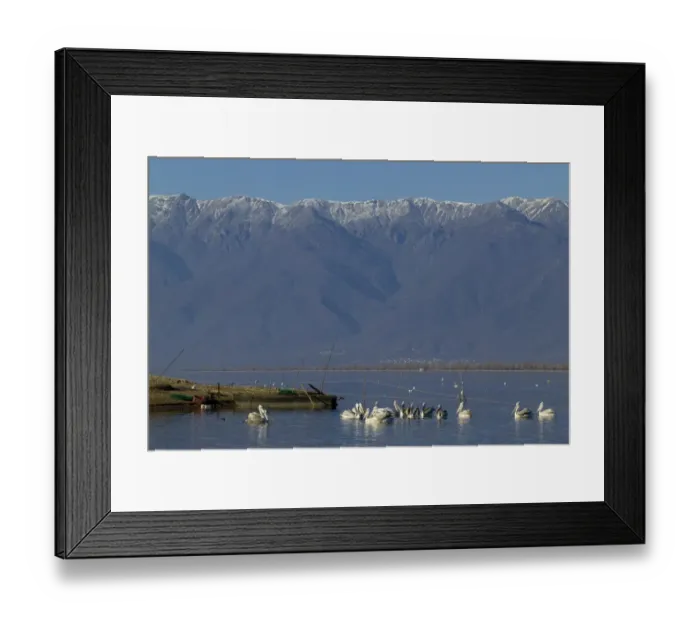 Framed Print : Dalmatian Pelicans Pelicanus crispus around fishing nets Lake Kerkini Greece January Framed Print : Dalmatian Pelicans Pelicanus crispus around fishing nets Lake Kerkini Greece January