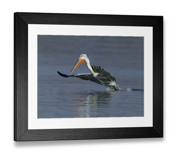 Framed Print : Dalmatian Pelican Pelicanus crispus adult Lake Kerkini Greece January Framed Print : Dalmatian Pelican Pelicanus crispus adult Lake Kerkini Greece January
