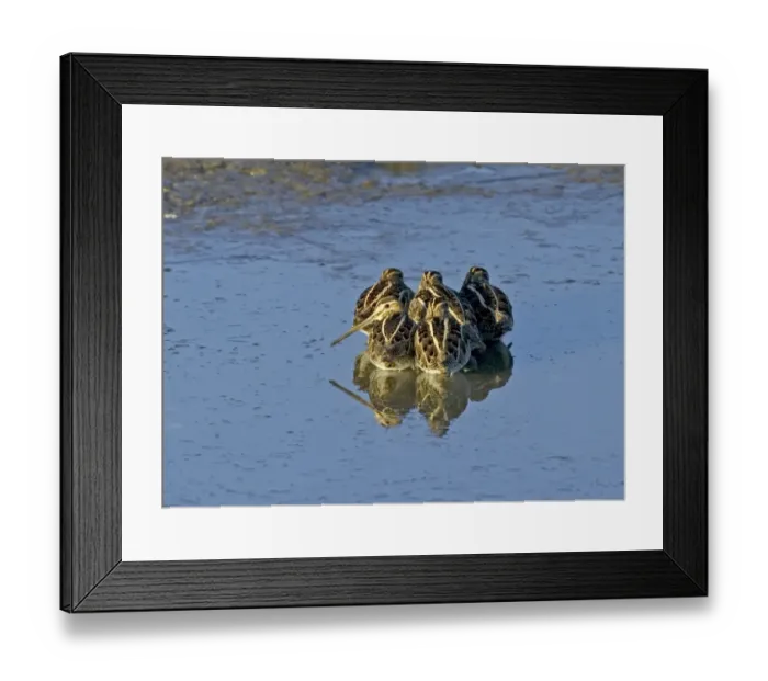 Framed Print : Common Snipe Gallinago gallinago roosting flock at daybreak on icy pool Kent UK winter Framed Print : Common Snipe Gallinago gallinago roosting flock at daybreak on icy pool Kent UK winter