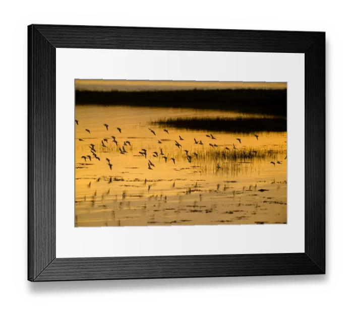 Framed Print : Waders (dunlin) over Langstone Harbour (RSPB Reserve) Hampshire winter