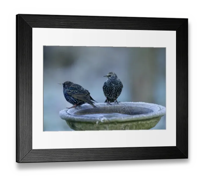 Framed Print : Starlings Sturnus vulgaris at frozen bird bath in garden Kent winter Framed Print : Starlings Sturnus vulgaris at frozen bird bath in garden Kent winter