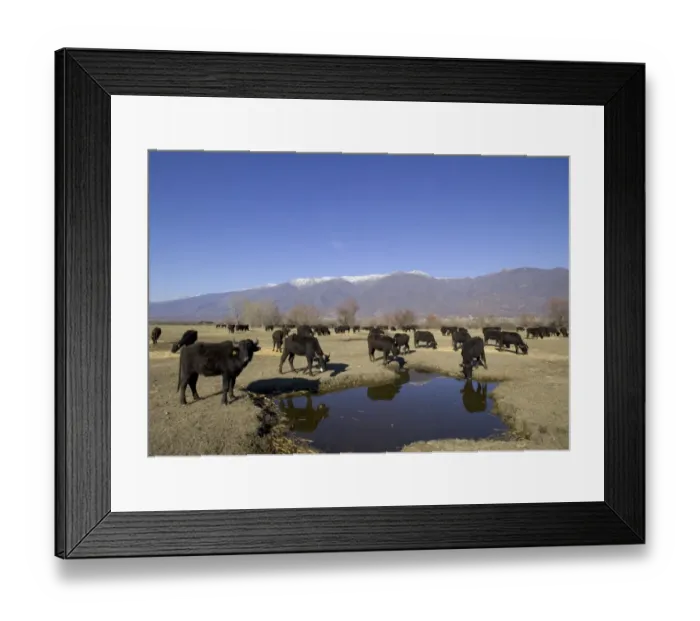Framed Print : Domesticated Water Buffalo, Lake Kerkini Greece winter