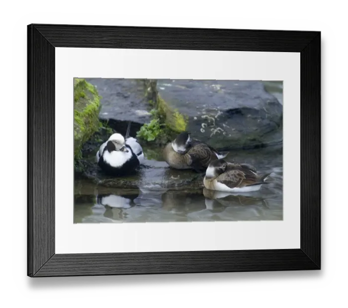 Framed Print : Long-tailed Duck Clangula hyemalis male and females winter Framed Print : Long-tailed Duck Clangula hyemalis male and females winter