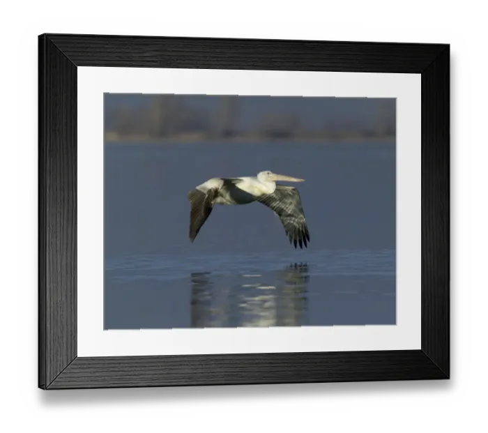 Framed Print : Dalmatian Pelican Pelicanus crispus immature Lake Kerkini Greece January Framed Print : Dalmatian Pelican Pelicanus crispus immature Lake Kerkini Greece January