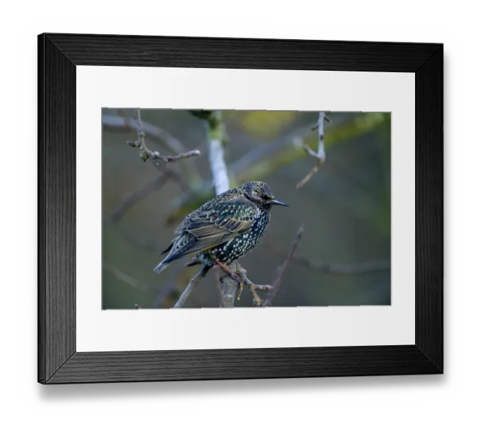 Framed Print : Starling Sturnus vulgaris Kent winter Framed Print : Starling Sturnus vulgaris Kent winter