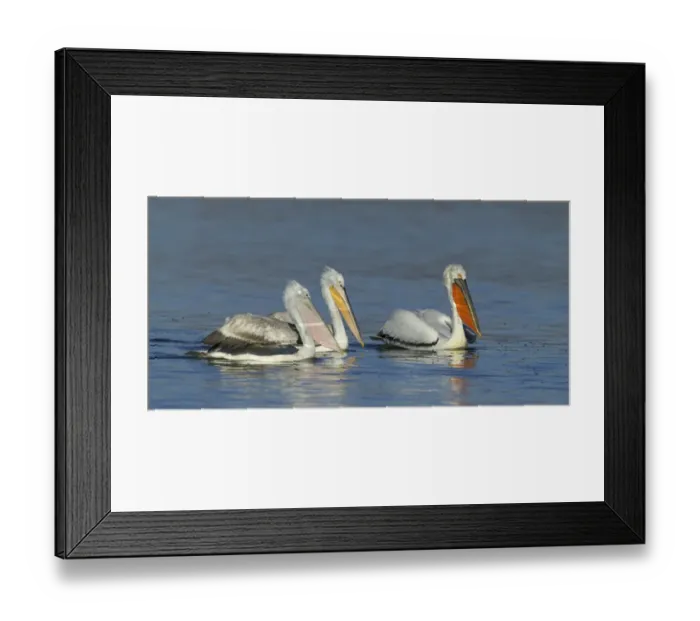Framed Print : Dalmatian Pelican Pelicanus crispus adult pair with immature Lake Kerkini Greece January Framed Print : Dalmatian Pelican Pelicanus crispus adult pair with immature Lake Kerkini Greece January