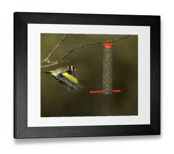 Framed Print : Goldfinches Carduelis carduelis on niger seed feeder Kent winter