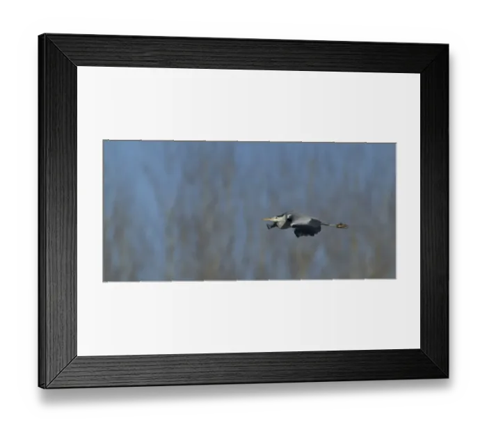 Framed Print : Grey Heron Ardea cinerea Kent UK Framed Print : Grey Heron Ardea cinerea Kent UK