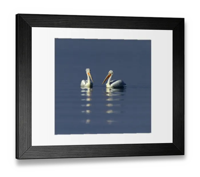 Framed Print : Dalmatian Pelican Pelicanus crispus adults Lake Kerkini Greece January Framed Print : Dalmatian Pelican Pelicanus crispus adults Lake Kerkini Greece January