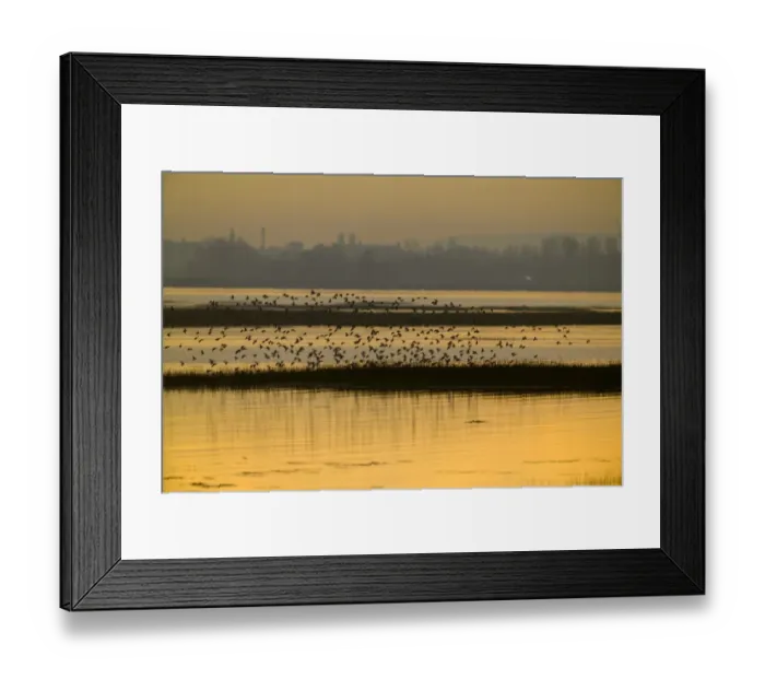 Framed Print : Waders (dunlin) arriving at high tide roost Langstone Harbour (RSPB Reserve) Hampshire Framed Print : Waders (dunlin) arriving at high tide roost Langstone Harbour (RSPB Reserve) Hampshire