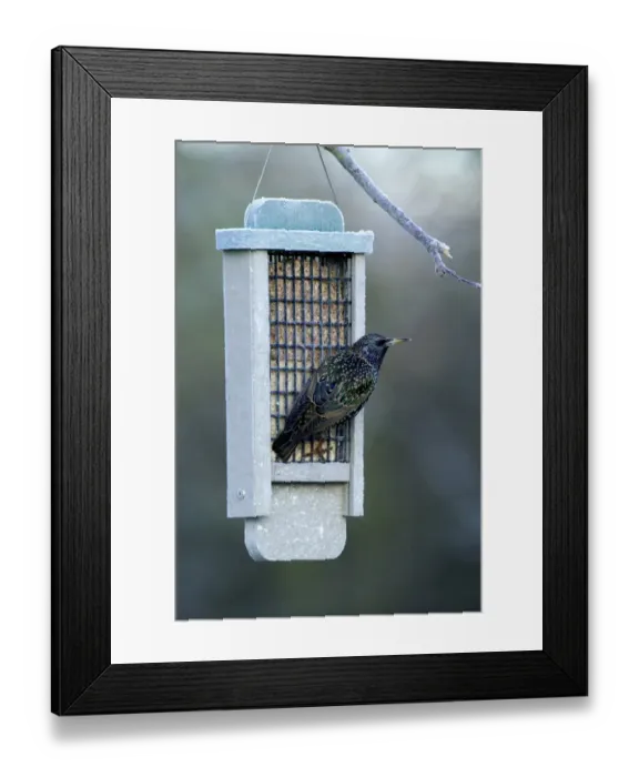 Framed Print : Starling Sturnus vulgaris on fat feeder in garden Kent winter Framed Print : Starling Sturnus vulgaris on fat feeder in garden Kent winter