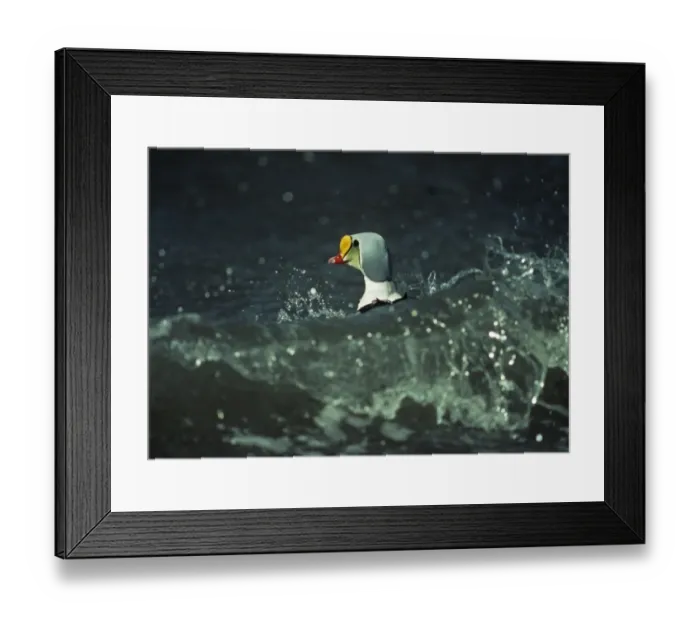 Framed Print : King Eider Somateria spectabilis drake riding the waves Ythan Estuary Scotland 1988 Framed Print : King Eider Somateria spectabilis drake riding the waves Ythan Estuary Scotland 1988