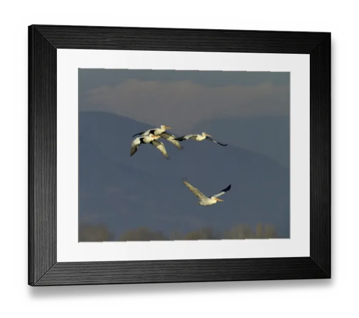 Framed Print : Dalmatian Pelicans Pelicanus crispus Lake Kerkini Greece January