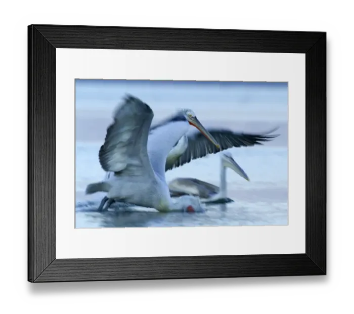 Framed Print : Dalmatian Pelican Pelicanus crispus adult pair with immature fishing Lake Kerkini Framed Print : Dalmatian Pelican Pelicanus crispus adult pair with immature fishing Lake Kerkini
