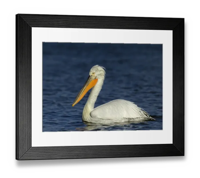 Framed Print : Dalmatian Pelican Pelicanus crispus adult Lake Kerkini Greece January Framed Print : Dalmatian Pelican Pelicanus crispus adult Lake Kerkini Greece January