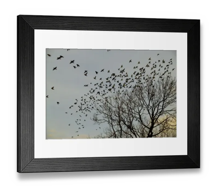 Framed Print : Waxwing flock going to roost Northumberland November 2004 Framed Print : Waxwing flock going to roost Northumberland November 2004