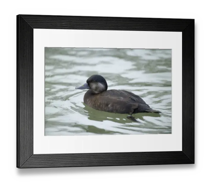 Framed Print : Common Scoter Melanitta nigra female Sussex winter Framed Print : Common Scoter Melanitta nigra female Sussex winter