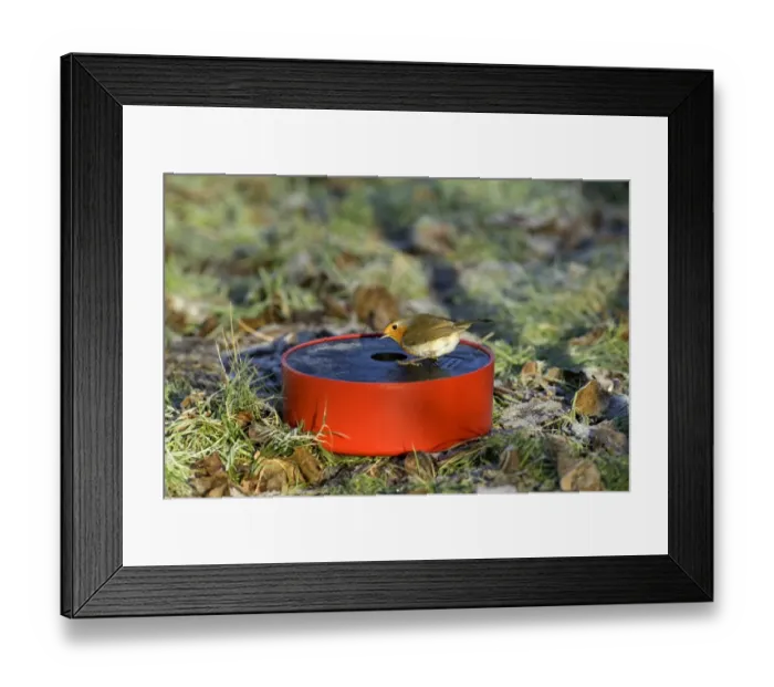 Framed Print : Robin drinking Framed Print : Robin drinking