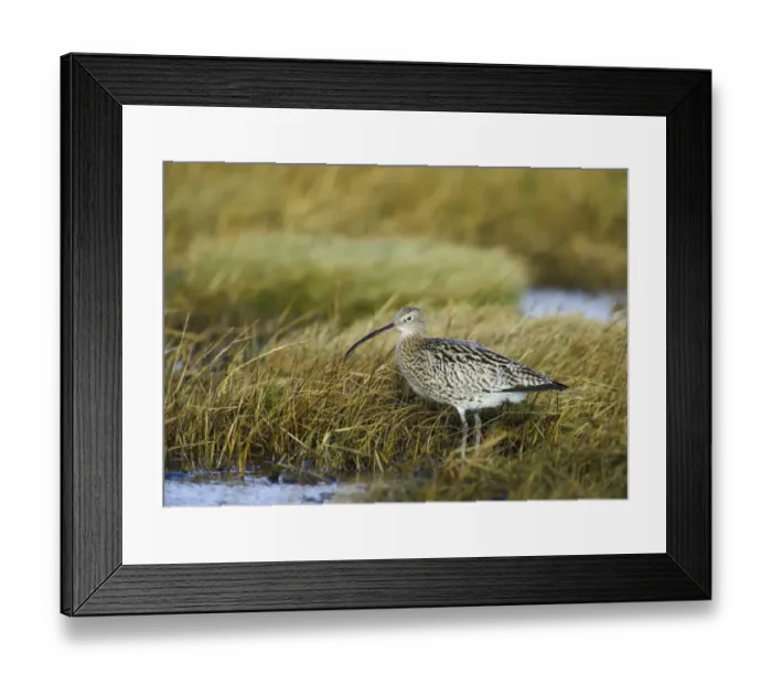 Framed Print : Curlew Numenius arquata on saltmarsh Lindisfarne Northumberland winter UK Framed Print : Curlew Numenius arquata on saltmarsh Lindisfarne Northumberland winter UK