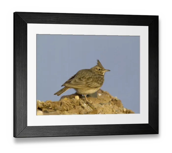 Framed Print : Crested Lark Galerida cristata Greece winter