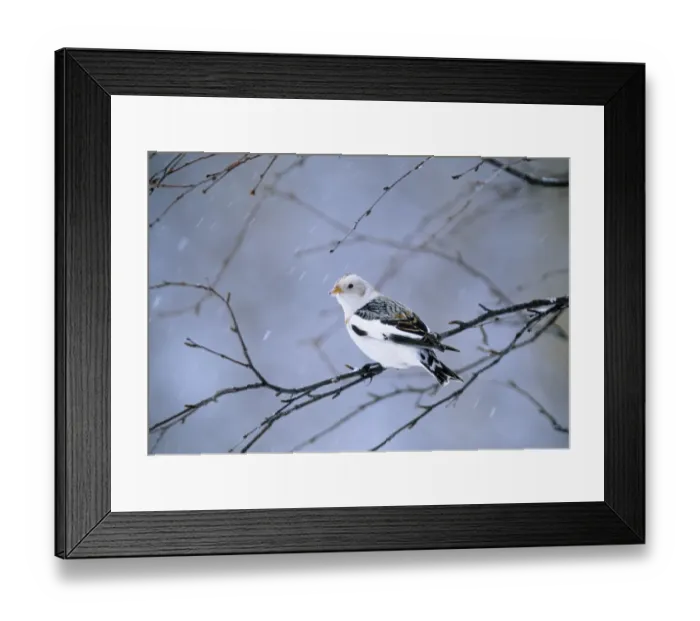 Framed Print : Snow Bunting male winter Finland