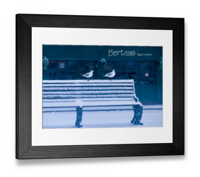 Framed Print : Black-headed Gulls in urban environment in winter UK Framed Print : Black-headed Gulls in urban environment in winter UK