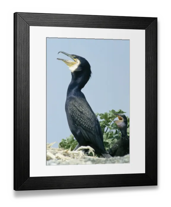 Framed Print : Greater Cormorant Phalacrocorax carbo adult at nest Craigleath Scotland UK Framed Print : Greater Cormorant Phalacrocorax carbo adult at nest Craigleath Scotland UK