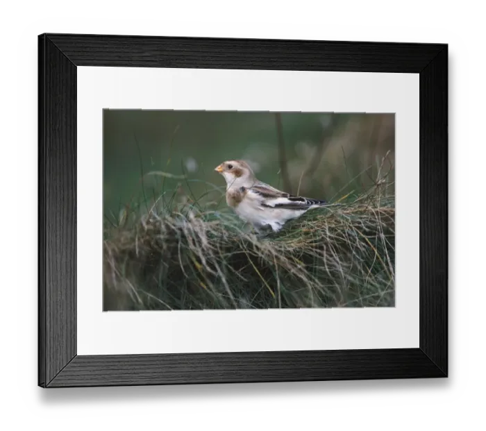 Framed Print : Snow Bunting Plectrophenax nivalis autumn, UK Framed Print : Snow Bunting Plectrophenax nivalis autumn, UK