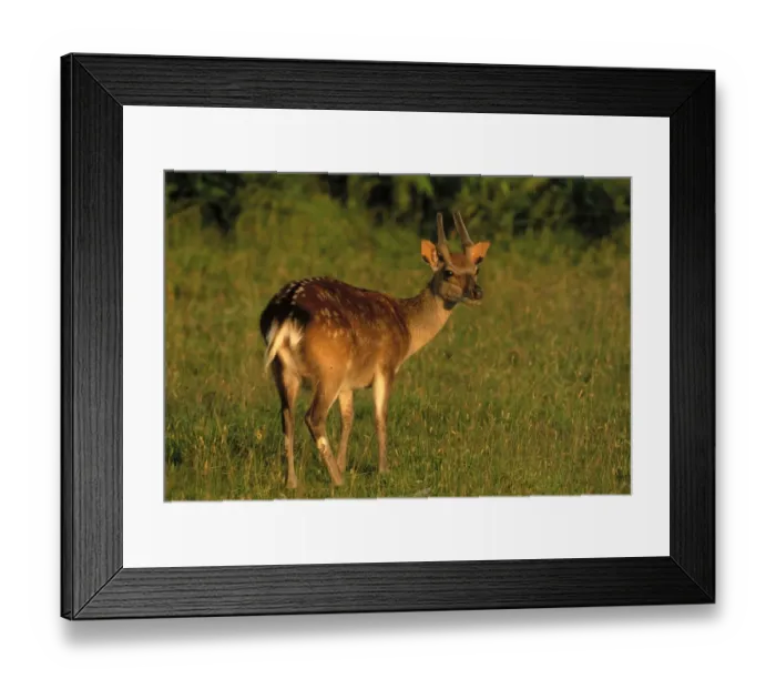 Framed Print : Sika Deer Cervus nippon Kent autumn (young buck) Framed Print : Sika Deer Cervus nippon Kent autumn (young buck)