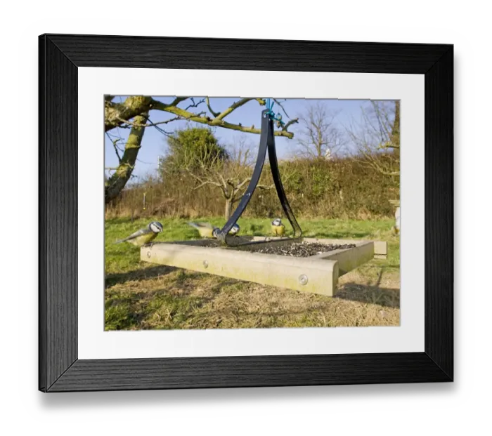 Framed Print : Blue Tits on bird table Kent UK winter Framed Print : Blue Tits on bird table Kent UK winter