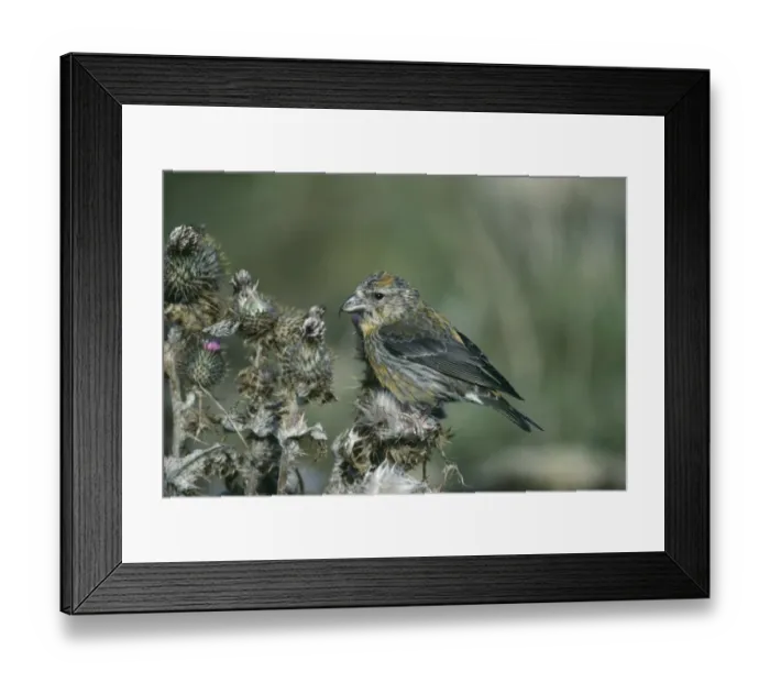 Framed Print : Crossbill Loxia curvirostra female Shetland September Framed Print : Crossbill Loxia curvirostra female Shetland September