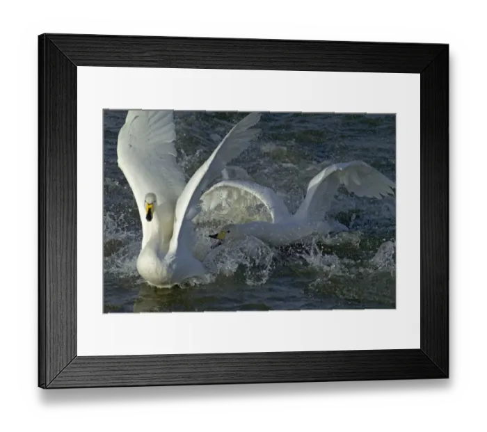Framed Print : Whooper Swans squabbling adults Cygnus cygnus Caerlaverock Scotland November Framed Print : Whooper Swans squabbling adults Cygnus cygnus Caerlaverock Scotland November