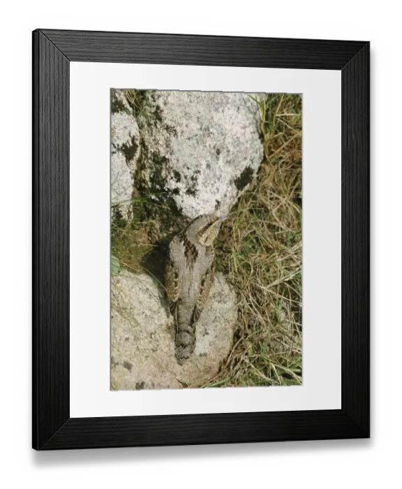 Framed Print : Wryneck Jynx torquila autumn migrant Isles of Scilly October Framed Print : Wryneck Jynx torquila autumn migrant Isles of Scilly October