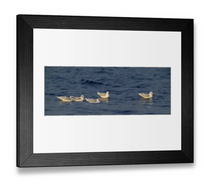 Framed Print : Mediterranean Gulls Larus melanocephalus winter plumage Greece January Framed Print : Mediterranean Gulls Larus melanocephalus winter plumage Greece January