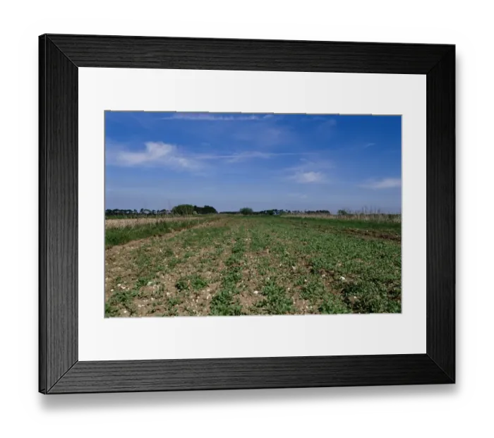 Framed Print : Stone Curlew, Burhinus oedicnemus incubating at nest in carrot crop Brecks Norfolk spring Framed Print : Stone Curlew, Burhinus oedicnemus incubating at nest in carrot crop Brecks Norfolk spring