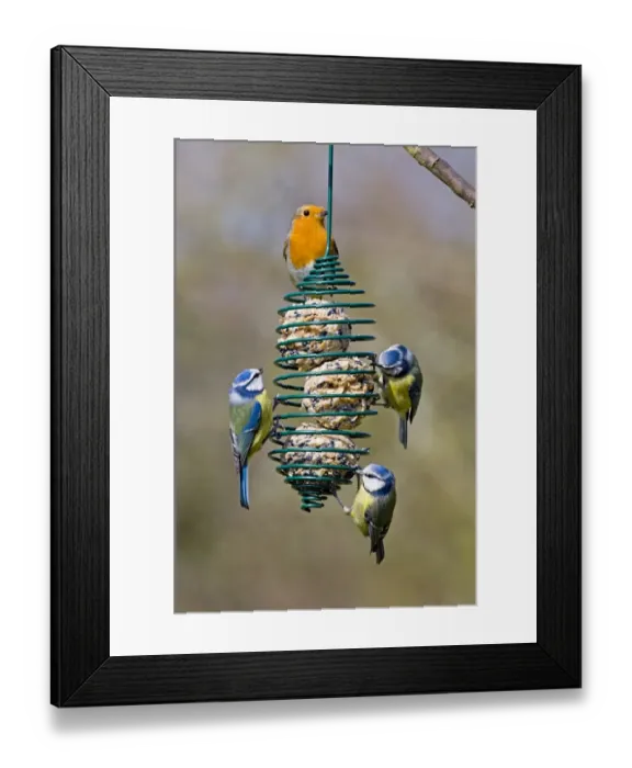 Framed Print : Blue Tits and Robin on fat feeder Kent UK winter Framed Print : Blue Tits and Robin on fat feeder Kent UK winter