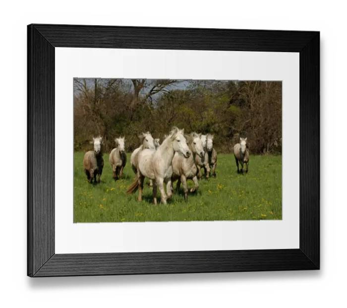 Framed Print : White Horses Camargue France April Framed Print : White Horses Camargue France April