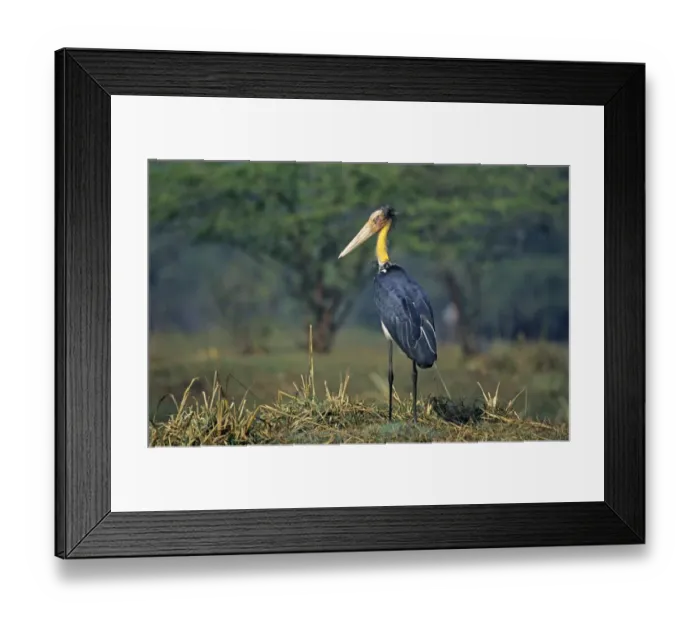 Framed Print : Lesser Adjutant Stork Bharatpur India Framed Print : Lesser Adjutant Stork Bharatpur India
