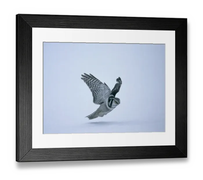 Framed Print : Hawk Owl Surnia ulula hunting Finland winter Framed Print : Hawk Owl Surnia ulula hunting Finland winter