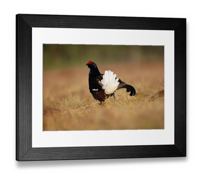 Framed Print : Black Grouse Tetrao tetrix male displaying at lek Scotland spring Framed Print : Black Grouse Tetrao tetrix male displaying at lek Scotland spring