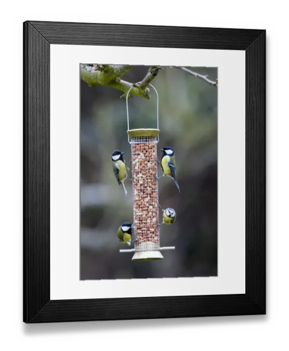 Framed Print : Blue and Great Tits on nut feeder Kent UK winter Framed Print : Blue and Great Tits on nut feeder Kent UK winter