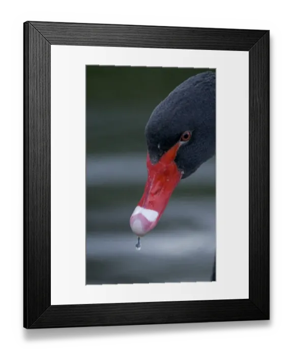Framed Print : Black Swan close up of head Australia