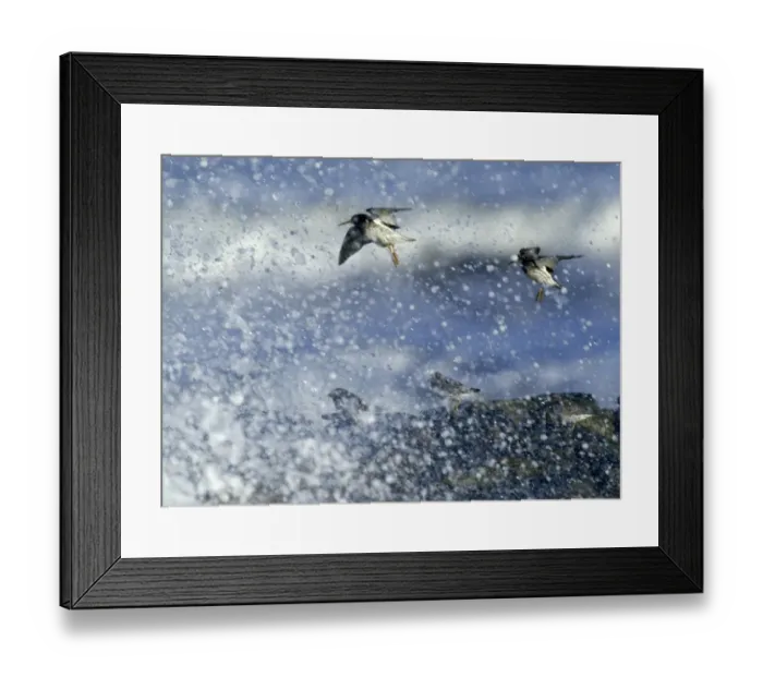 Framed Print : Purple Sandpipers Calidris maritima Northumberland winter Framed Print : Purple Sandpipers Calidris maritima Northumberland winter