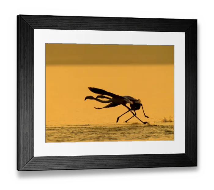 Framed Print : Greater Flamingos taking off Thessaloniki Greece January Framed Print : Greater Flamingos taking off Thessaloniki Greece January