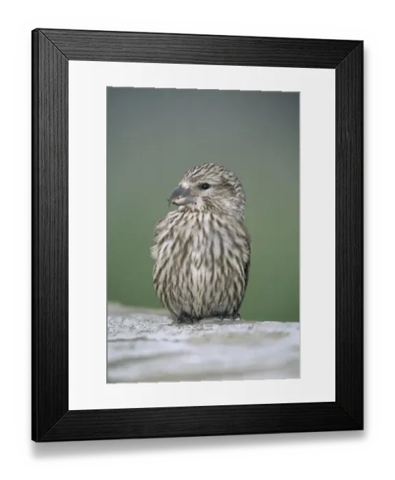 Framed Print : Crossbill Loxia curvirostra juvenile Shetland June Framed Print : Crossbill Loxia curvirostra juvenile Shetland June