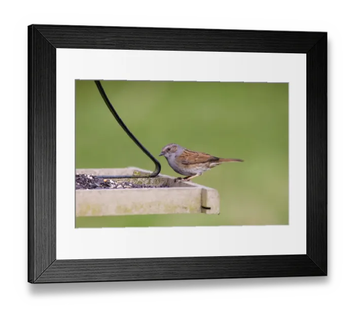 Framed Print : Dunnock on bird table UK winter