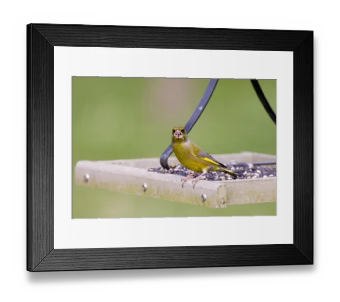 Framed Print : Greenfinch on bird table Kent UK winter Framed Print : Greenfinch on bird table Kent UK winter
