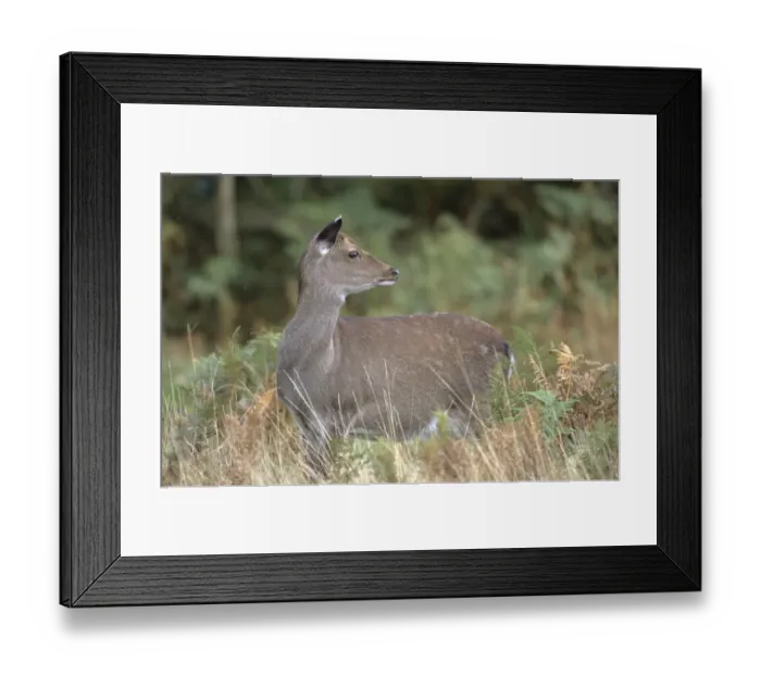 Framed Print : Sika Deer Cervus nippon Kent autumn