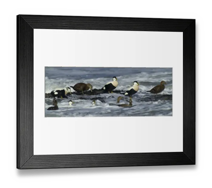 Framed Print : Eiders Somateria mollissima in the surf Northumberland winter Framed Print : Eiders Somateria mollissima in the surf Northumberland winter