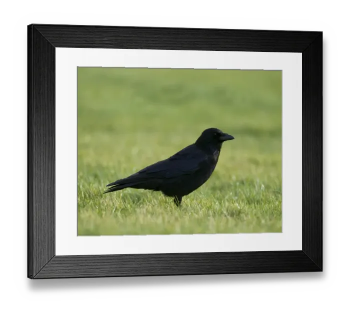Framed Print : Carrion Crow Corvus corone Northumberland UK Framed Print : Carrion Crow Corvus corone Northumberland UK